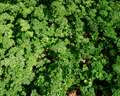 Parsley Seeds, Moss Curled