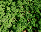 Parsley Seeds, Moss Curled