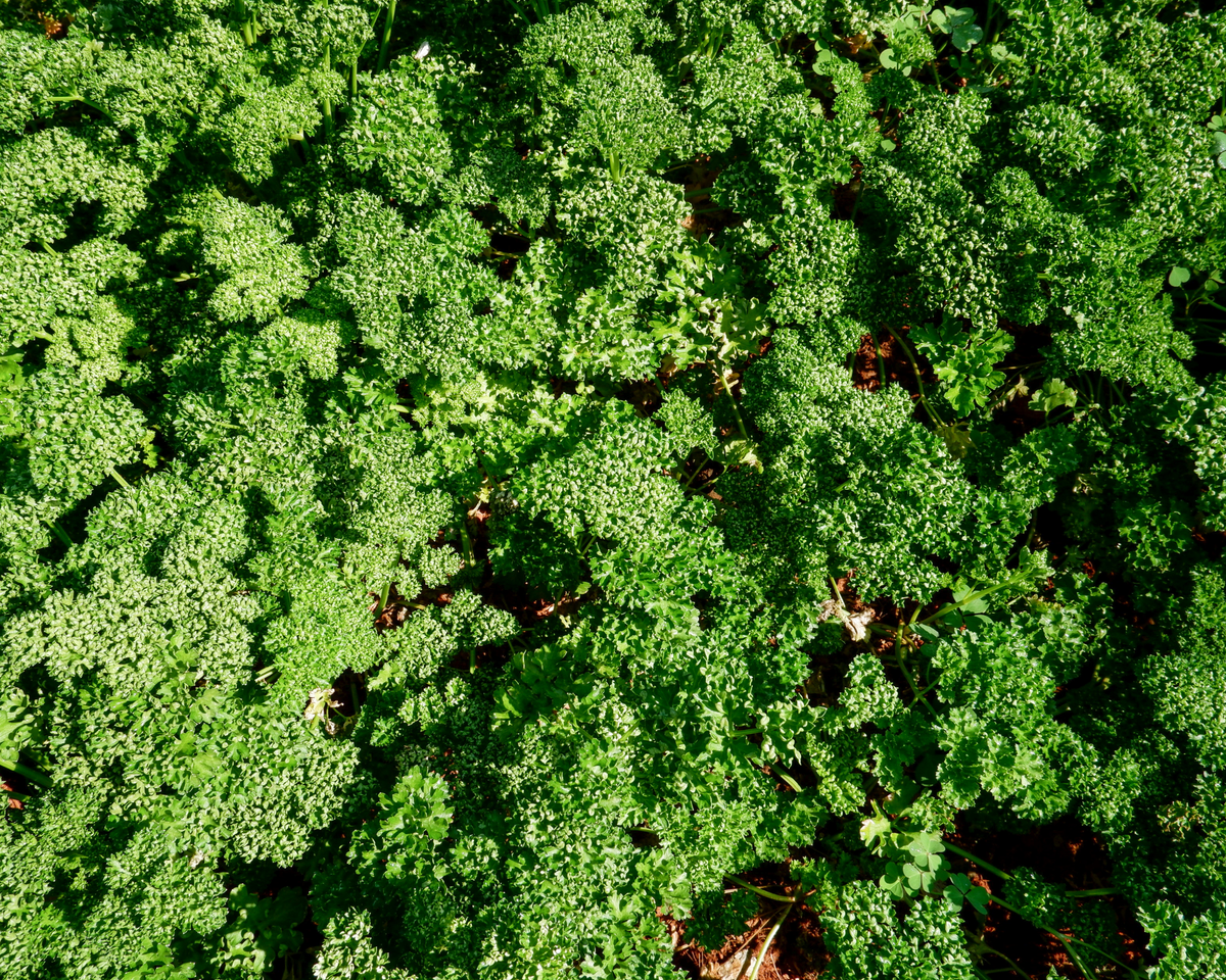Parsley Seeds, Moss Curled