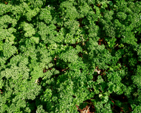 Parsley Seeds, Moss Curled