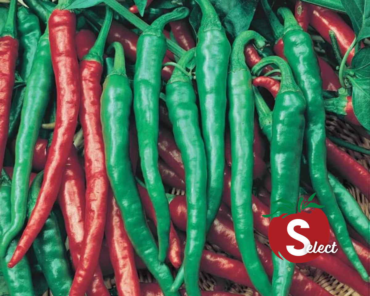 Cayenne Long Red Slim Hot Pepper Seeds