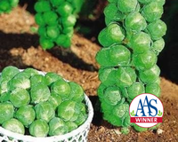 Jade Cross Hybrid Brussels Sprout Seeds