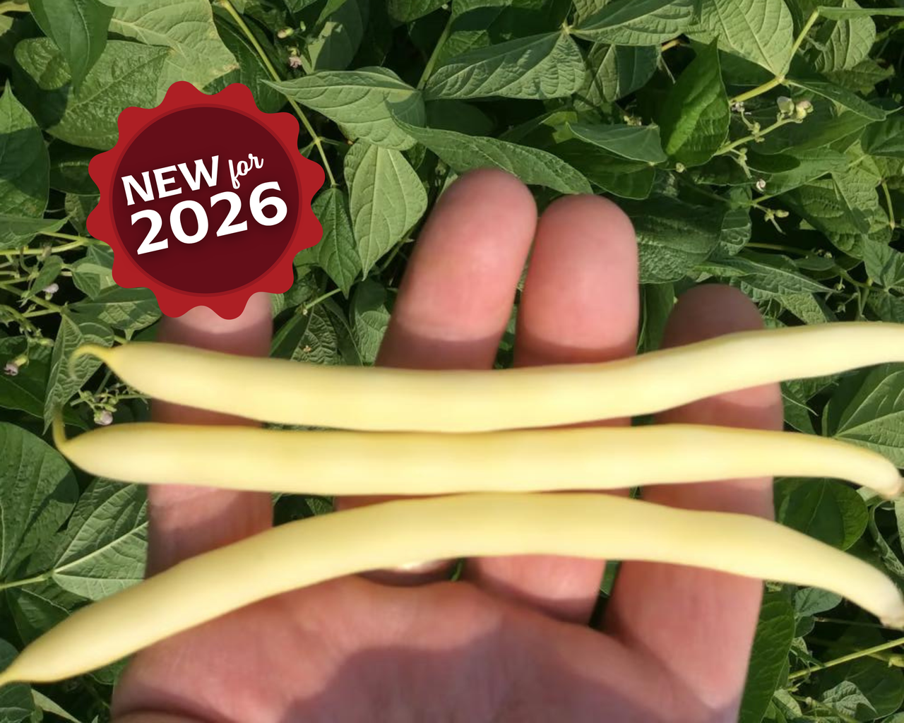 Cherokee Wax Bean Seeds