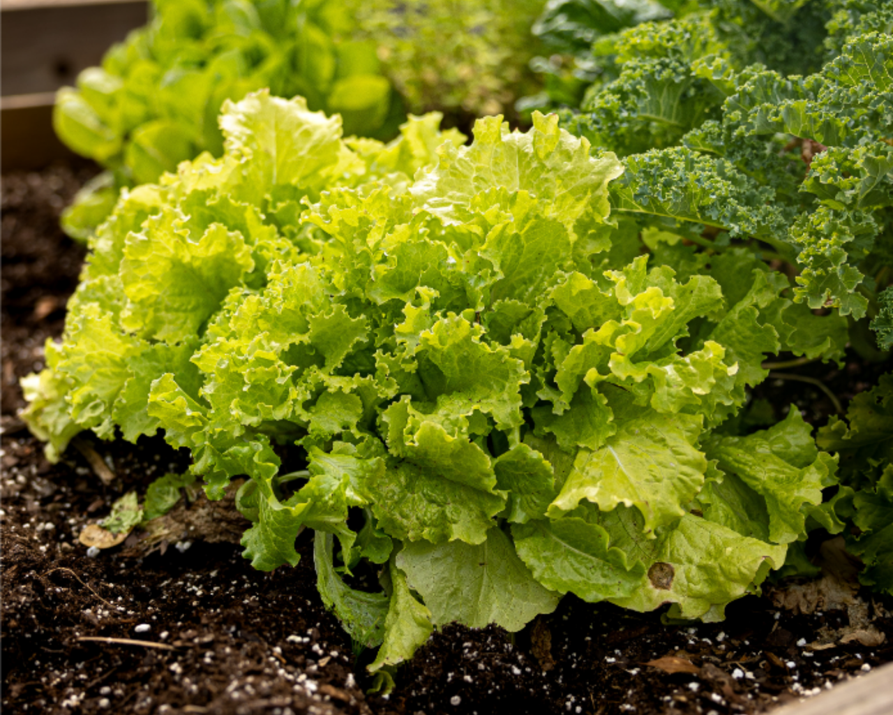 Simpson Elite Lettuce Seeds