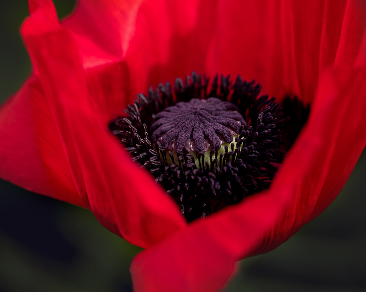 Great Red Oriental Poppy Seeds