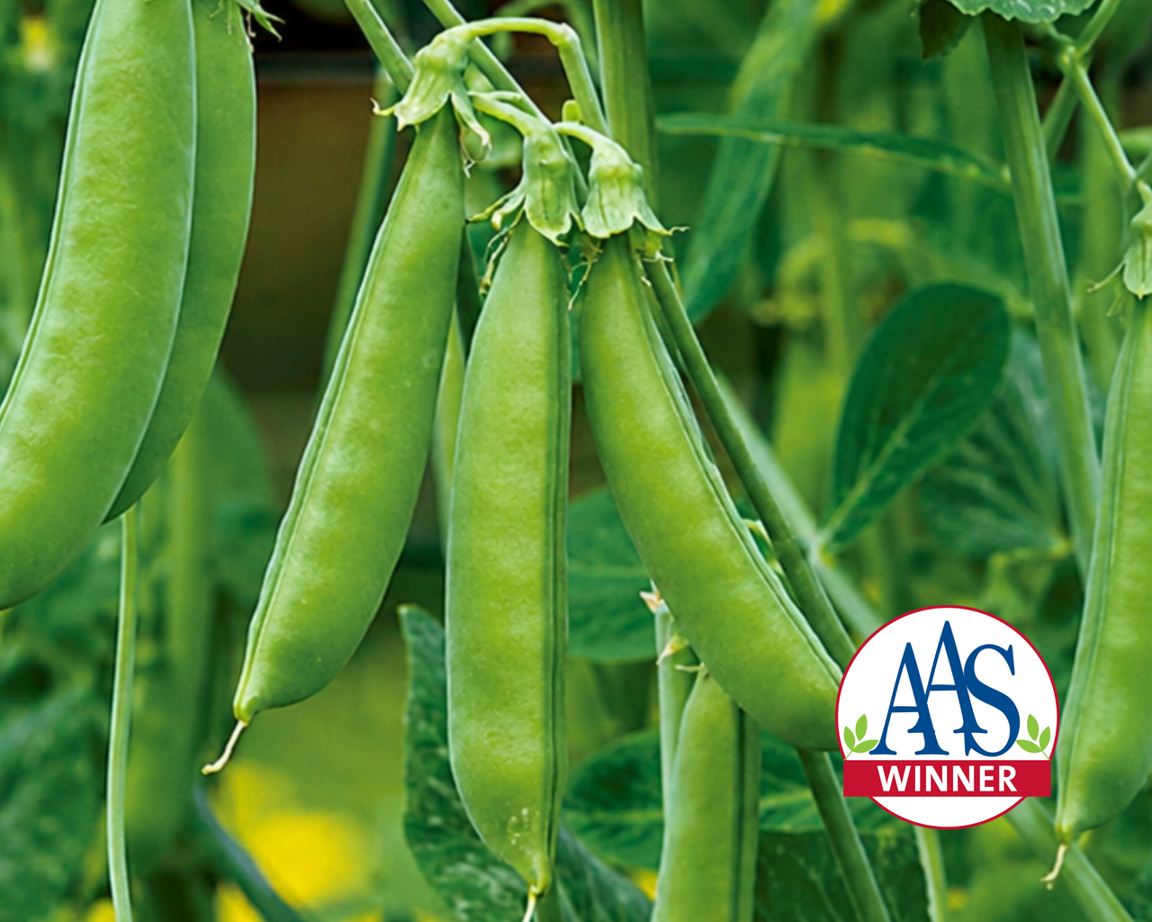 Sugar Snap Pea Seeds
