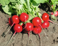 Roxanne Hybrid Radish Seeds