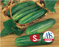 Straight Eight Cucumber Seeds