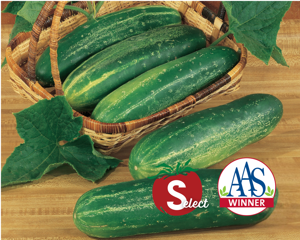 Straight Eight Cucumber Seeds