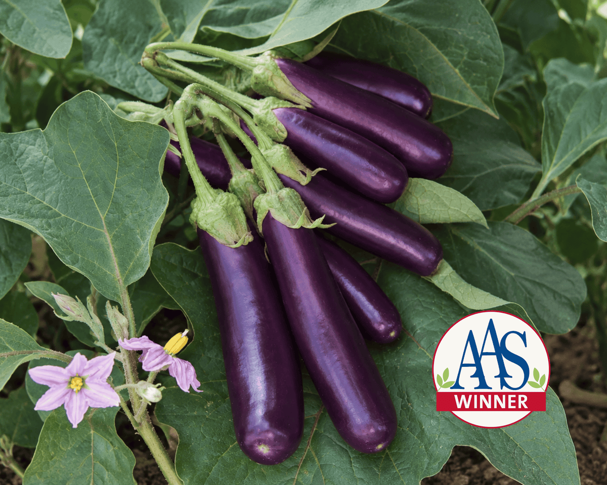 Hansel Hybrid Eggplant Seeds