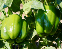 Baron Hybrid Pepper Seeds