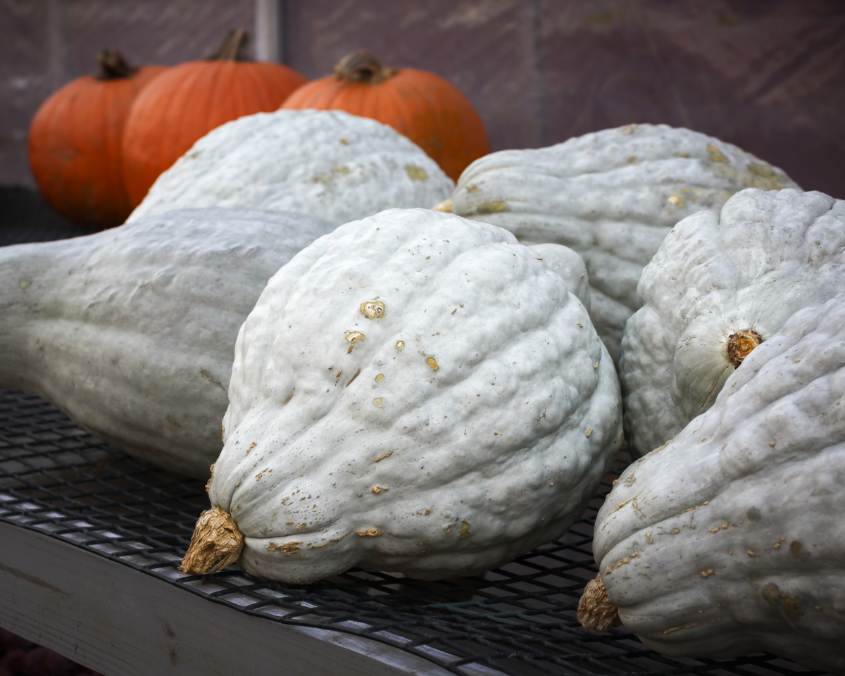 Blue Hubbard Winter Squash Seeds