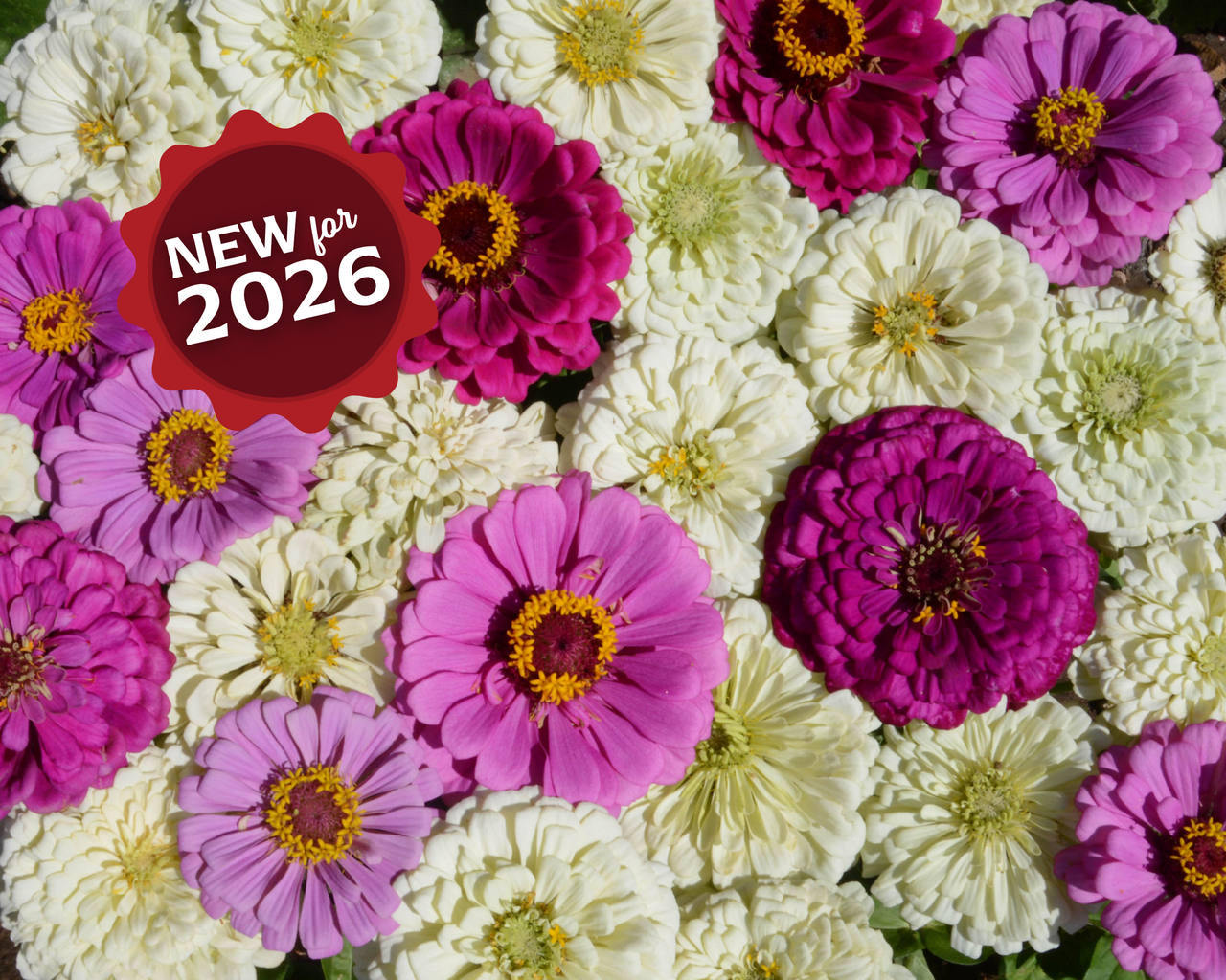 Blueberry Cheesecake Mix Zinnia Seeds