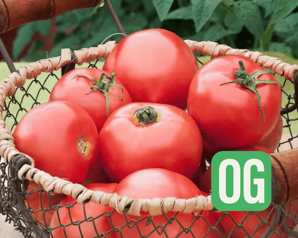 New Girl Hybrid Tomato Seeds