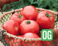 New Girl Hybrid Tomato Seeds