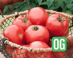 New Girl Hybrid Tomato Seeds