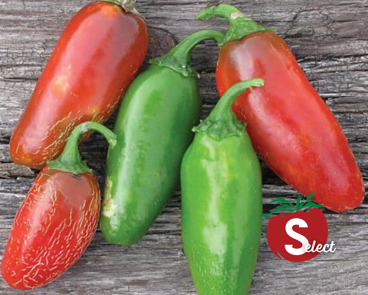 Early Jalapeño Hot Pepper Seeds