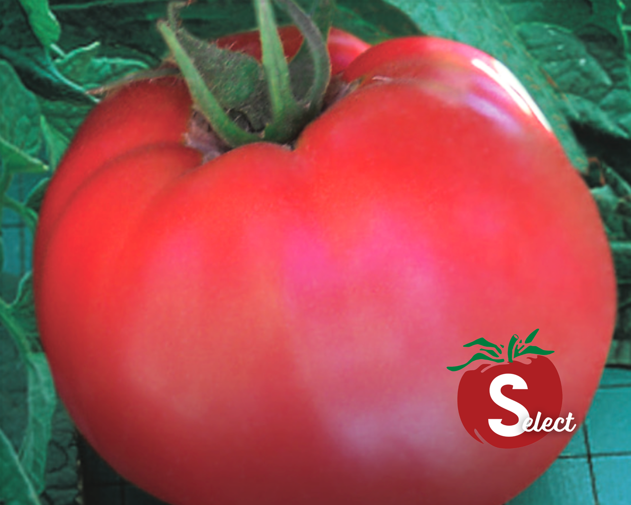 Goliath Original Hybrid Tomato Seeds