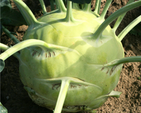 Kossak Hybrid Kohlrabi Seeds