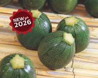 Eight Ball Hybrid Zucchini Squash Seeds
