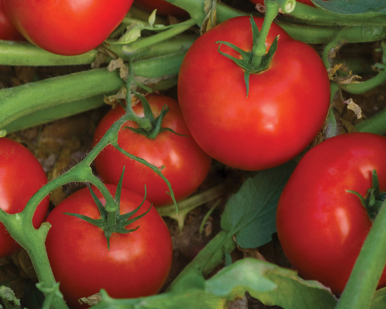 bella rosa tomato seeds Bella Rosa Hybrid Tomato Seeds
