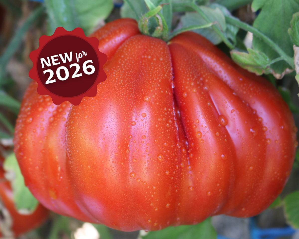 Palpatation Hybrid Tomato Seeds