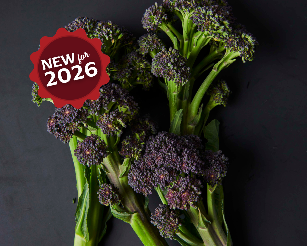 Burgundy Hybrid Broccoli Seeds