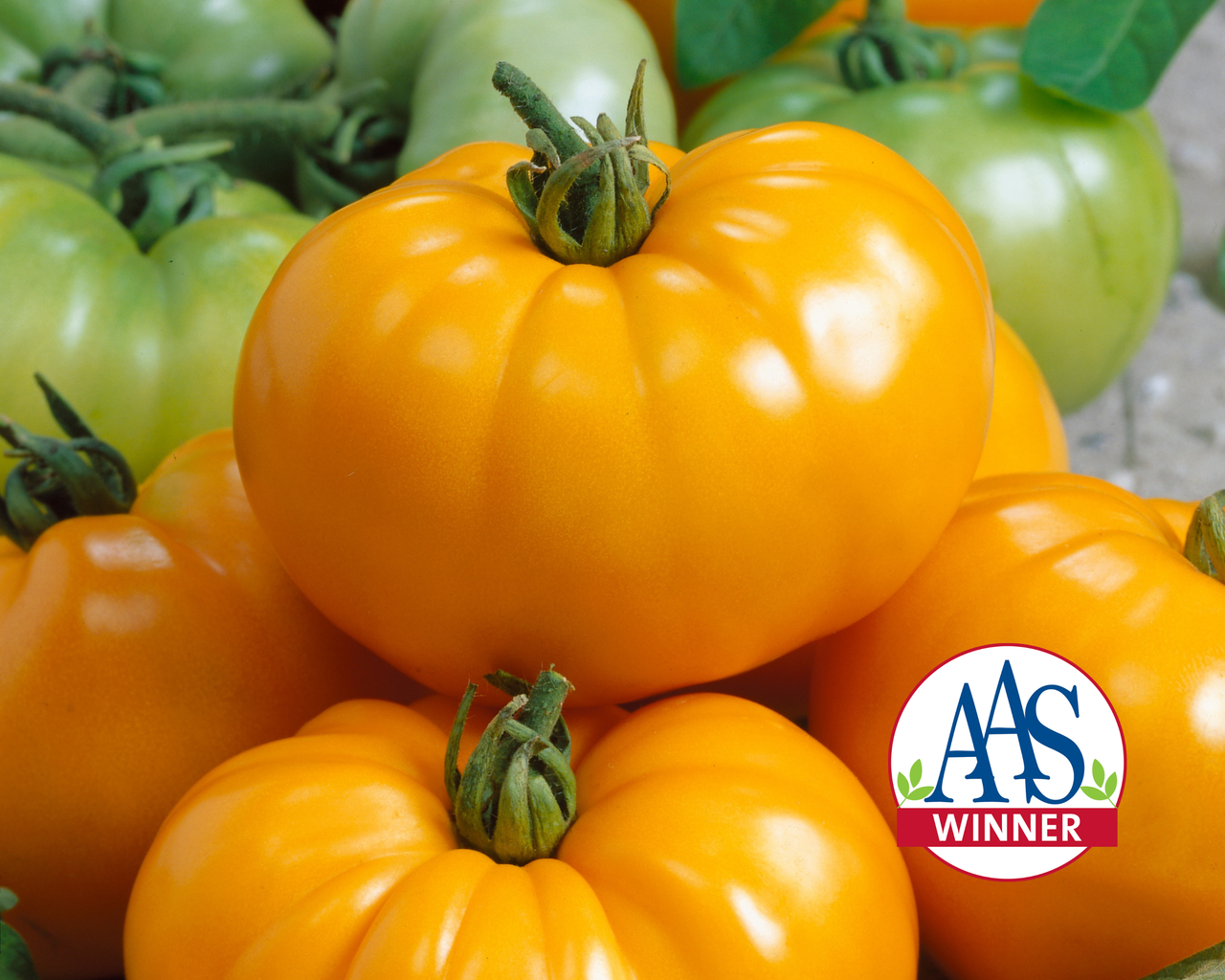 Chef's™ Choice Yellow Hybrid Tomato Seeds