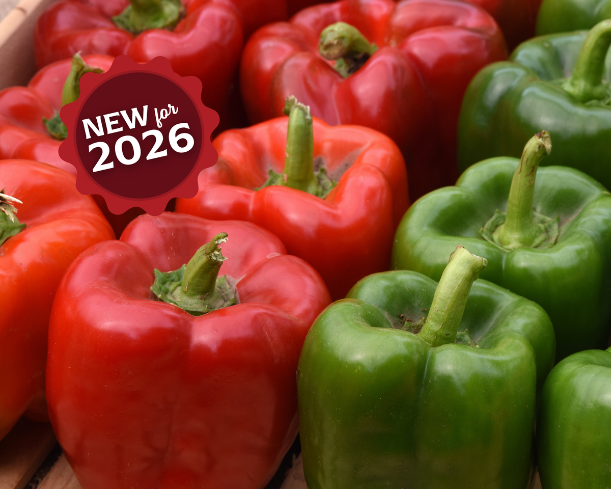 Kickstart Hybrid Pepper Seeds