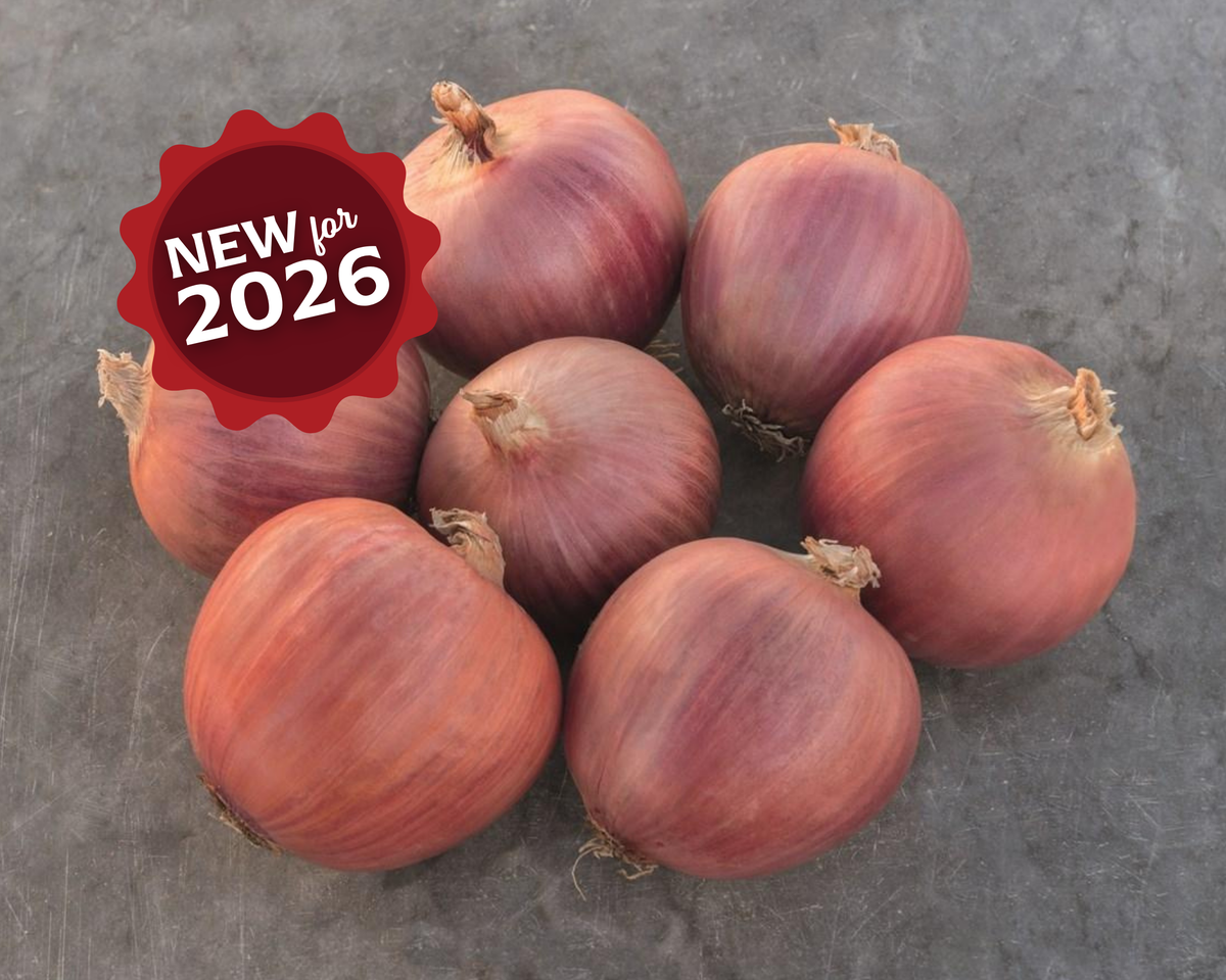 Blush Hybrid Onion Seeds