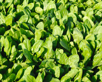 Space Hybrid Spinach