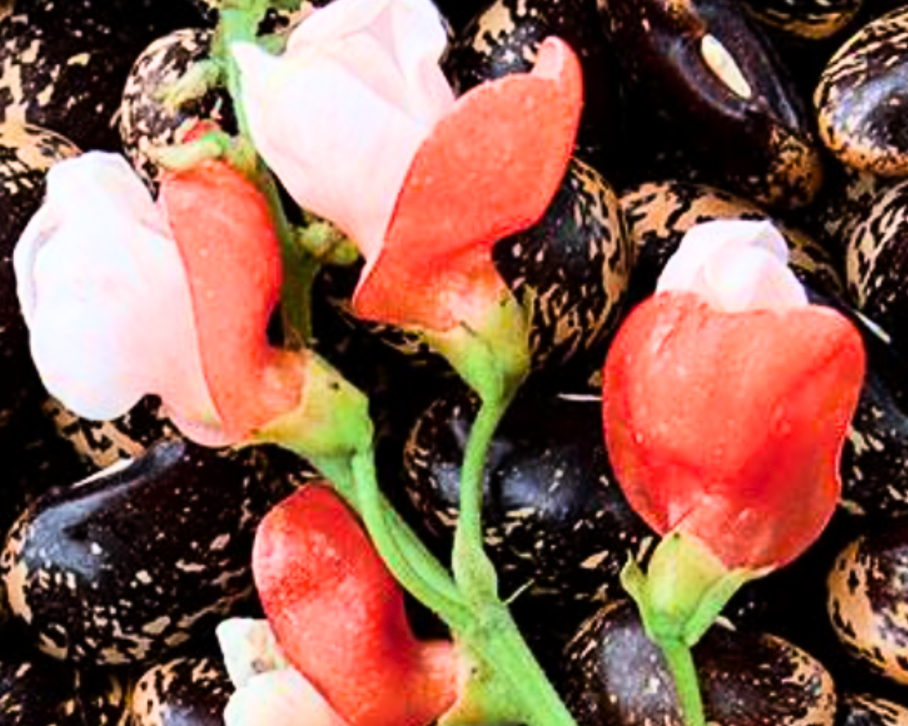 Painted Lady Runner Bean