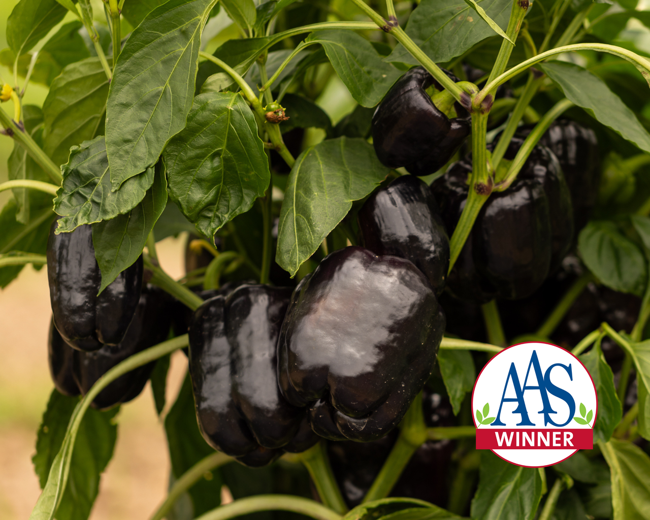 Dragonfly Hybrid Pepper Seeds