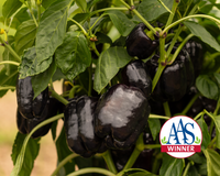 Dragonfly Hybrid Pepper Seeds