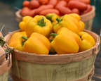 Trailblazer Hybrid Pepper Seeds