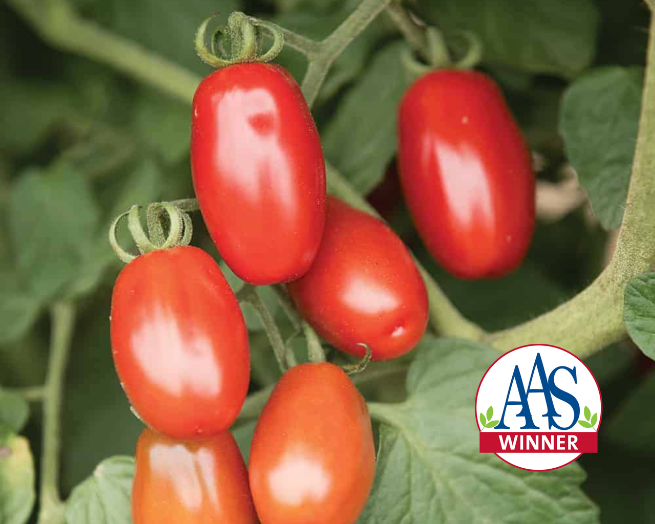 Valentine Hybrid Tomato Seeds