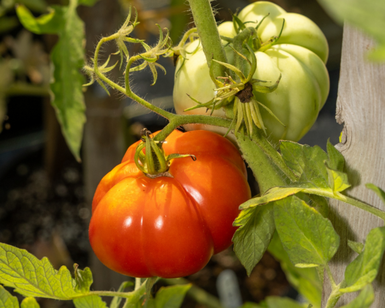 Giant Garden Paste Hybrid Tomato Seeds