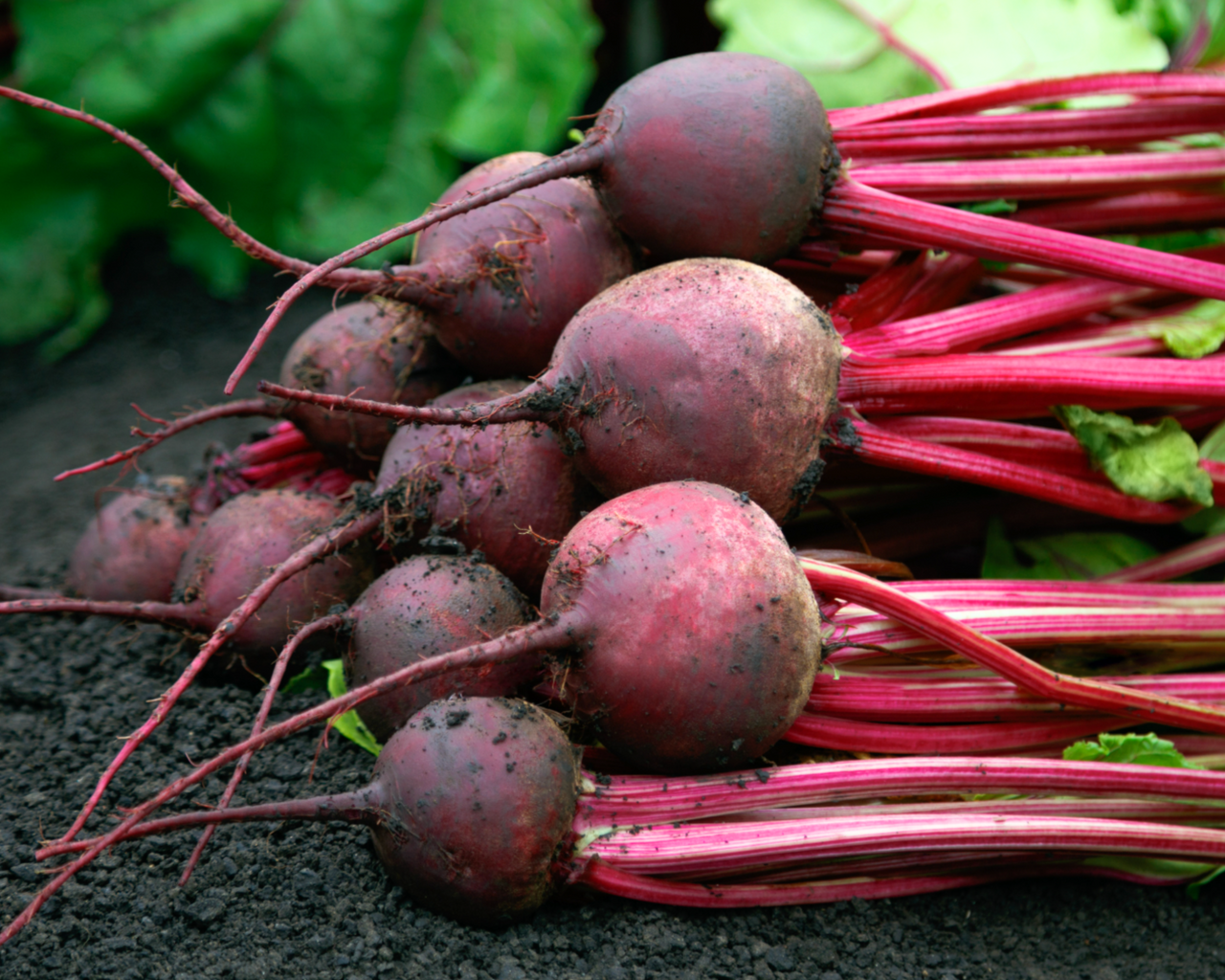Red Ace Hybrid Beet Seeds
