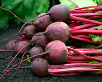 Red Ace Hybrid Beet Seeds