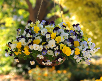 Cool Wave Trailing Hybrid Mix Pansy Seeds