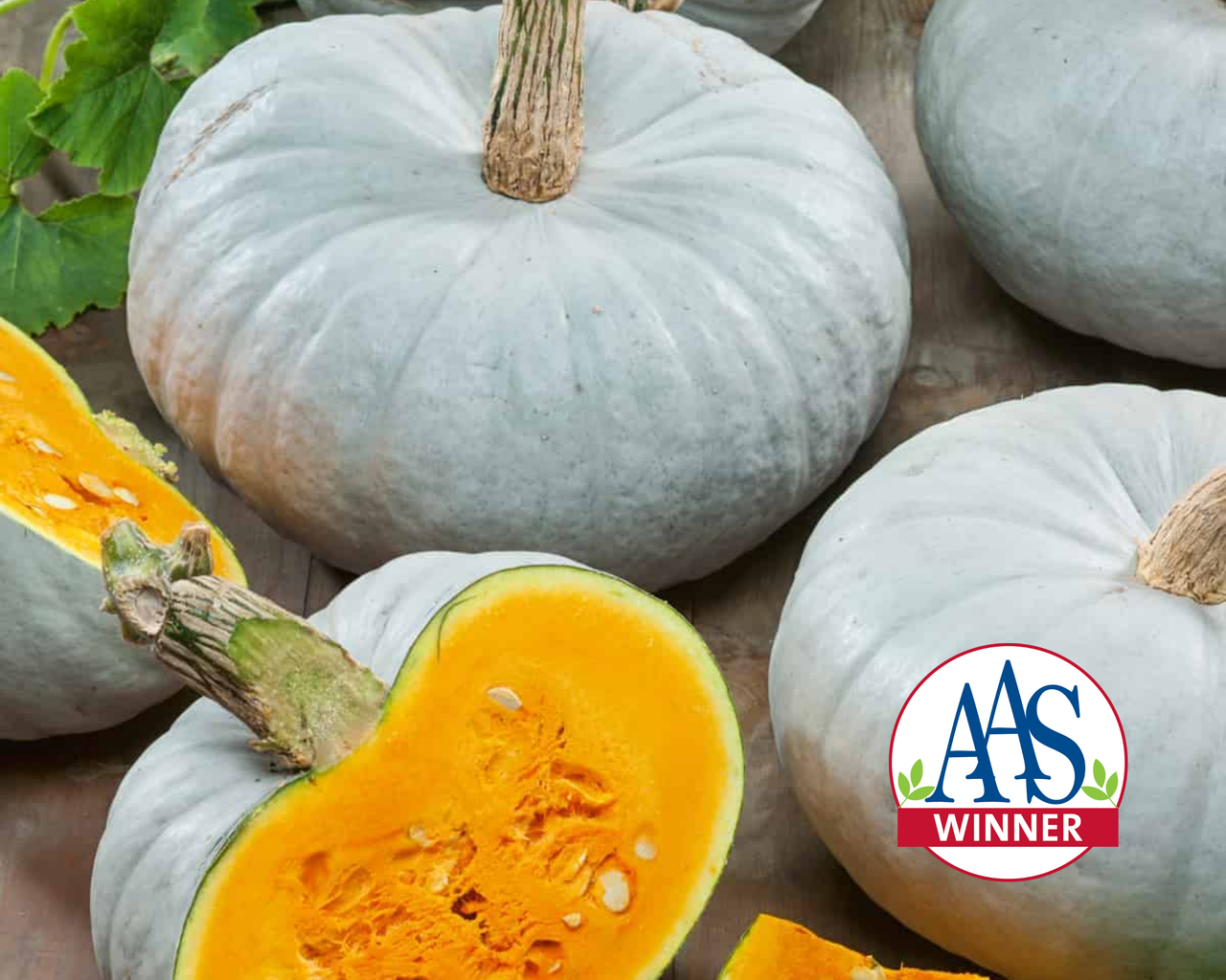 Blue Prince Hybrid Pumpkin Seeds