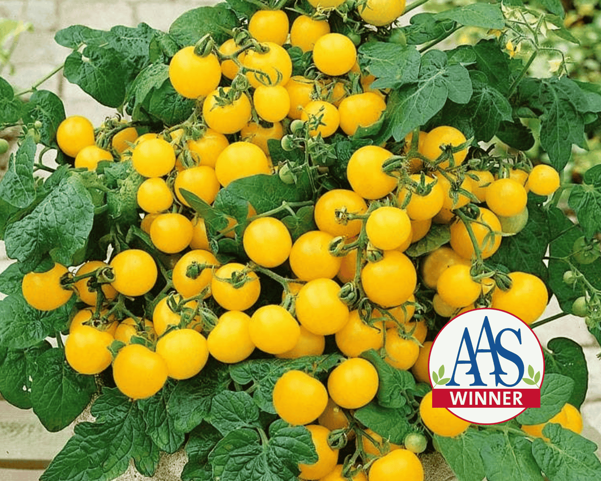 Patio Choice Yellow Hybrid Tomato Seeds