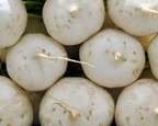 Shogoin Turnip Seeds