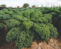 Darkibor Hybrid Kale Seeds