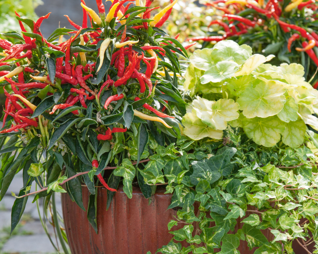 Fire and Ice Ornamental Pepper Seeds