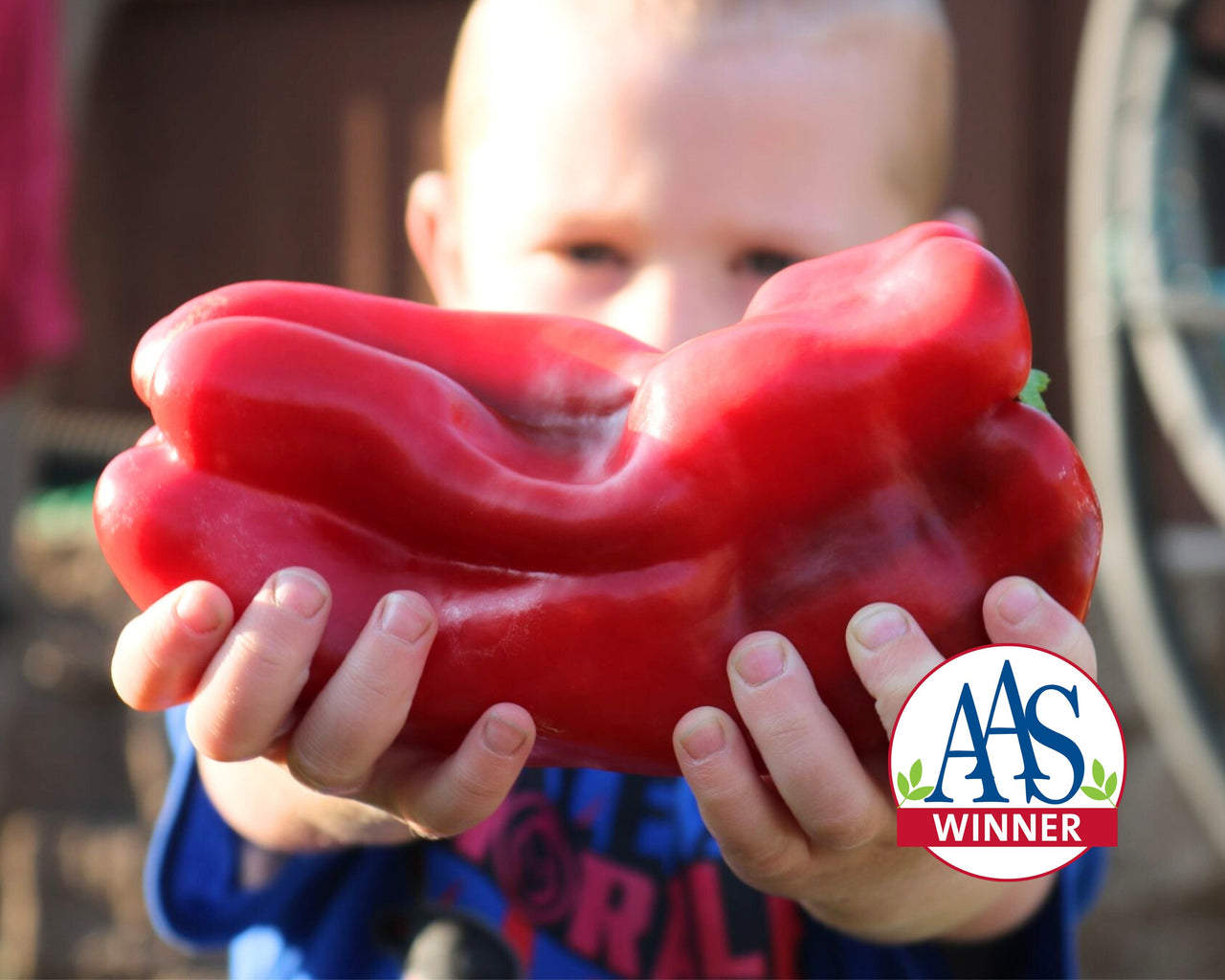 Red Impact Hybrid Pepper Seeds