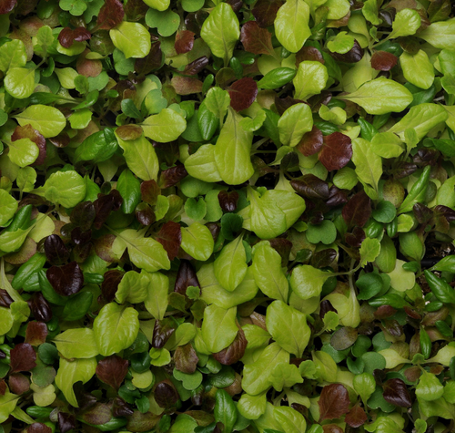 Alfresco Mesclun Blend Lettuce Seeds