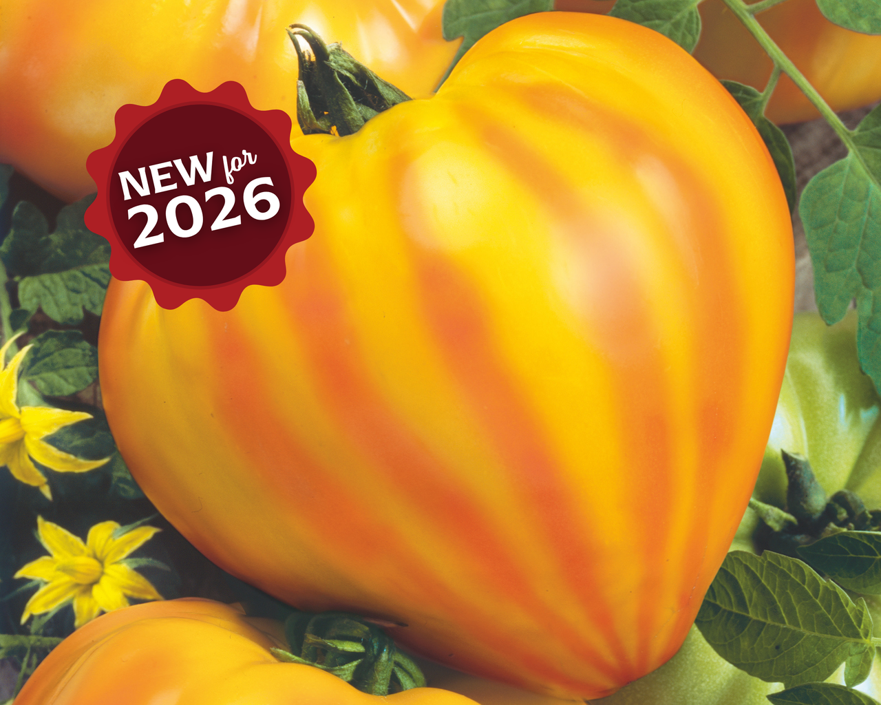 Oxheart Striped Bicolor Tomato Seeds