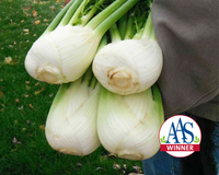 Antares Hybrid Fennel Seeds
