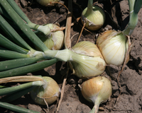 Walla Walla Sweet Onion Seeds
